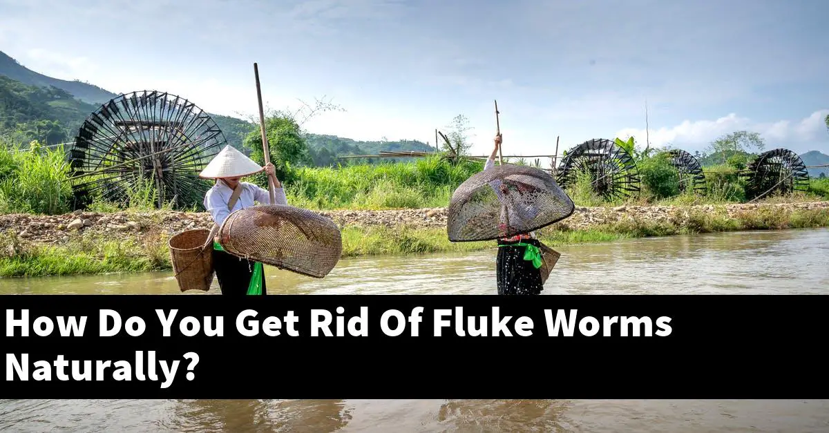 How Do You Get Rid Of Fluke Worms Naturally?