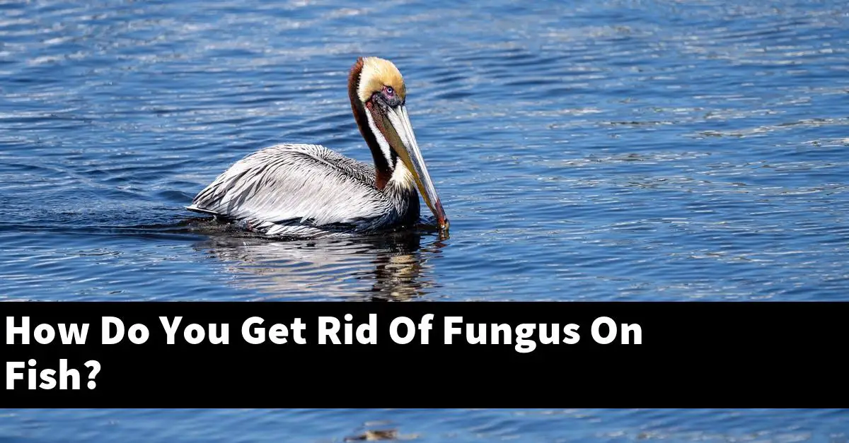 How Do You Get Rid Of Fungus On Fish?
