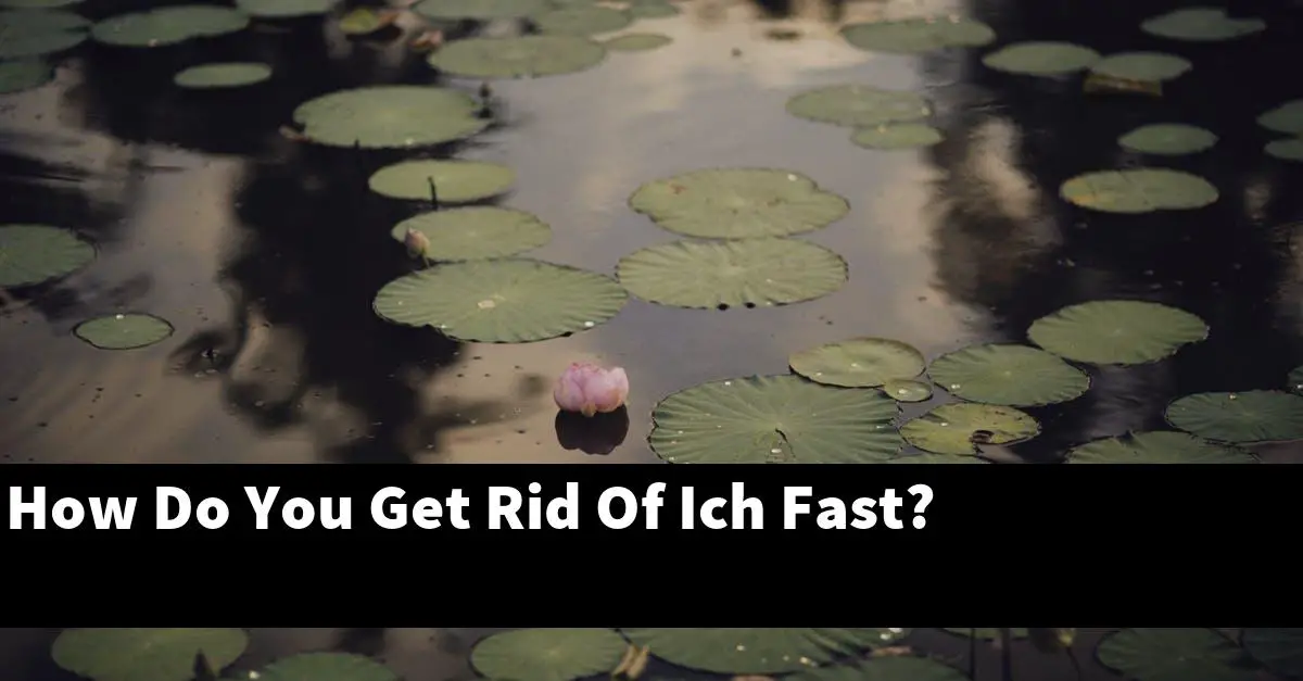 How Do You Get Rid Of Ich Fast?