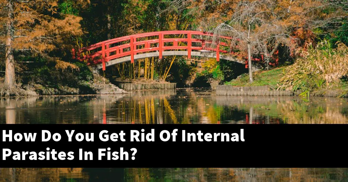 How Do You Get Rid Of Internal Parasites In Fish?
