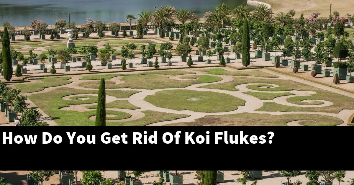 How Do You Get Rid Of Koi Flukes?