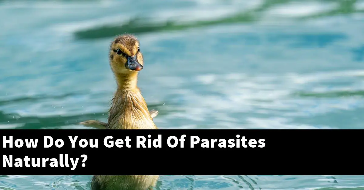 How Do You Get Rid Of Parasites Naturally?
