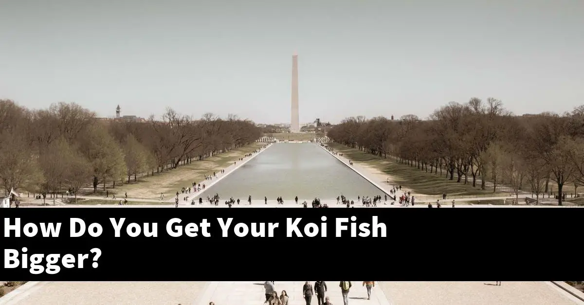 How Do You Get Your Koi Fish Bigger?