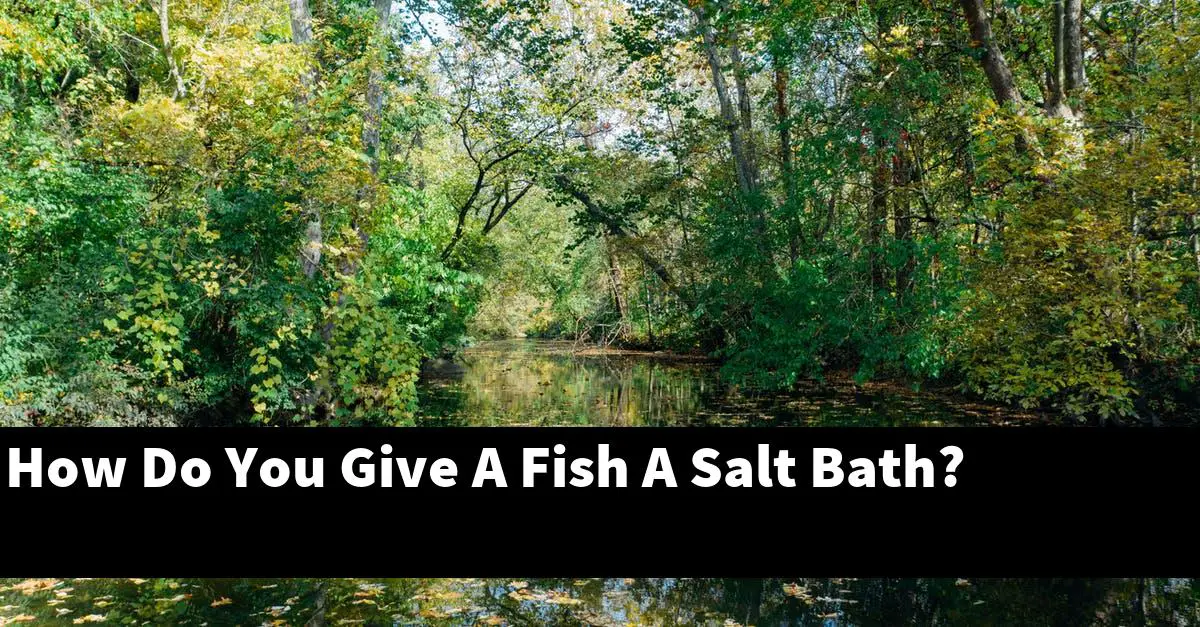 How Do You Give A Fish A Salt Bath?