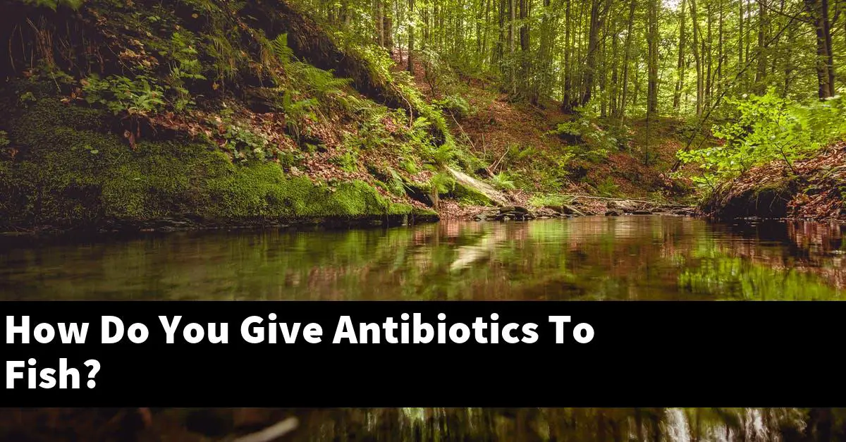 How Do You Give Antibiotics To Fish?