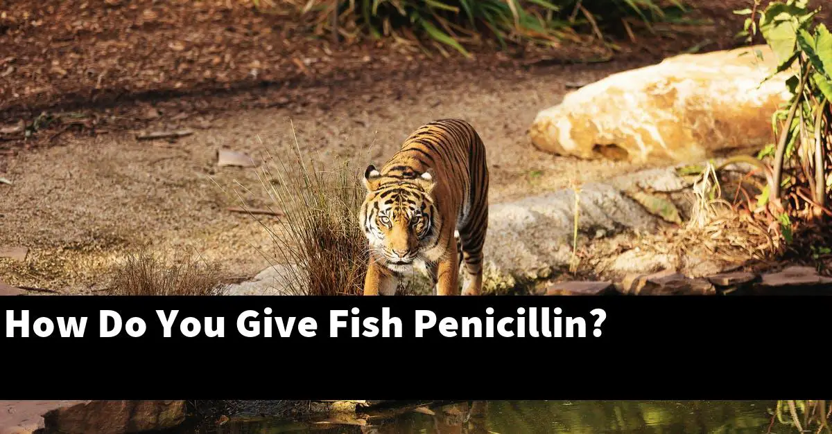 How Do You Give Fish Penicillin?