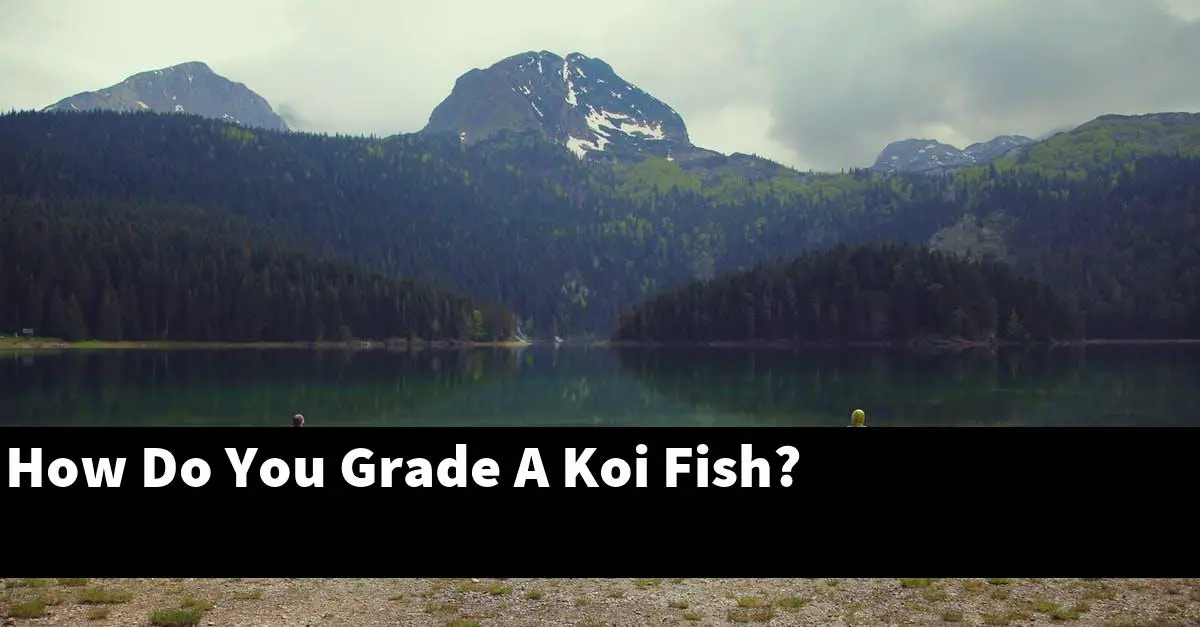 How Do You Grade A Koi Fish?