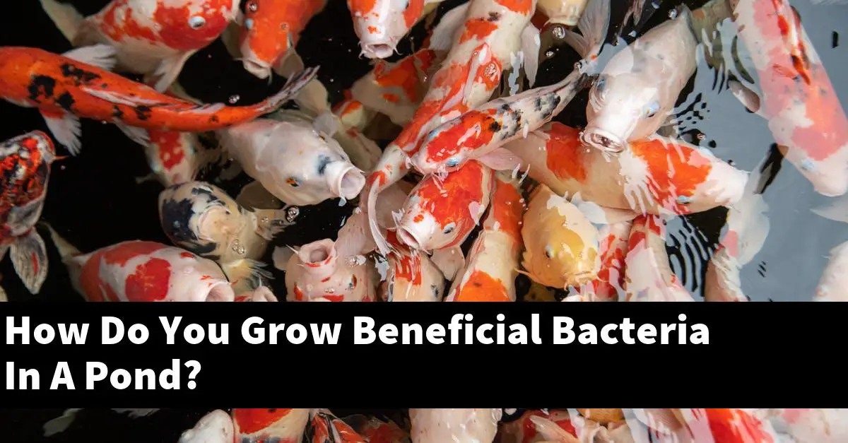 How Do You Grow Beneficial Bacteria In A Pond?