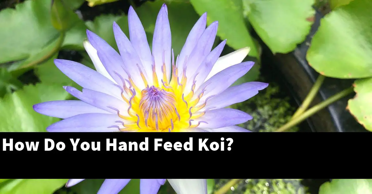 How Do You Hand Feed Koi?