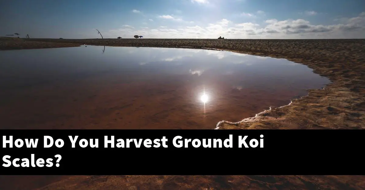 How Do You Harvest Ground Koi Scales?