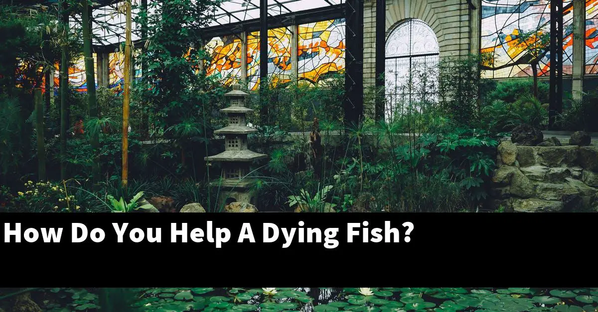 How Do You Help A Dying Fish?