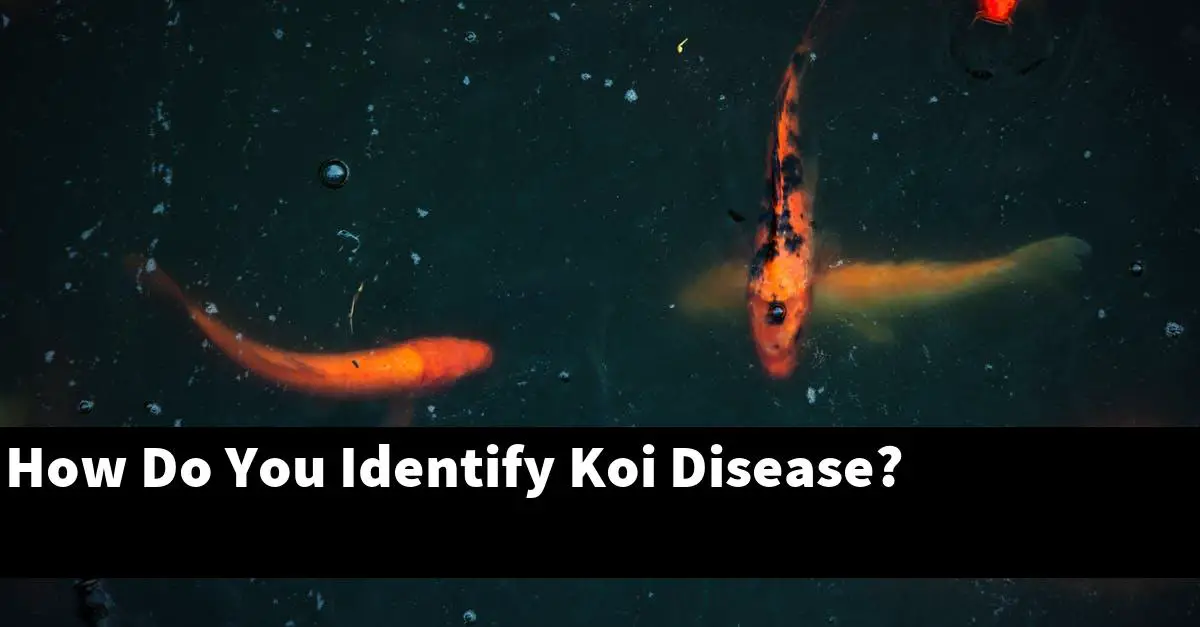 How Do You Identify Koi Disease?