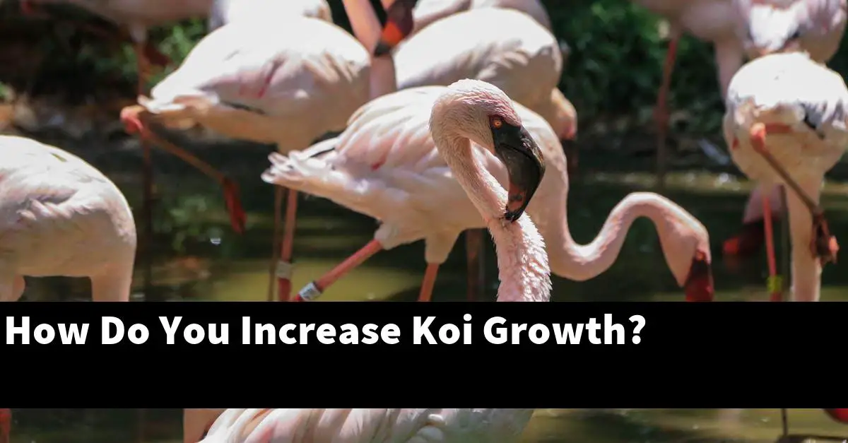 How Do You Increase Koi Growth?