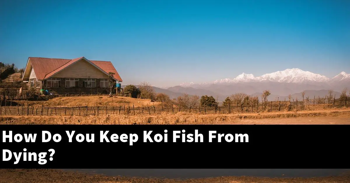 How Do You Keep Koi Fish From Dying?