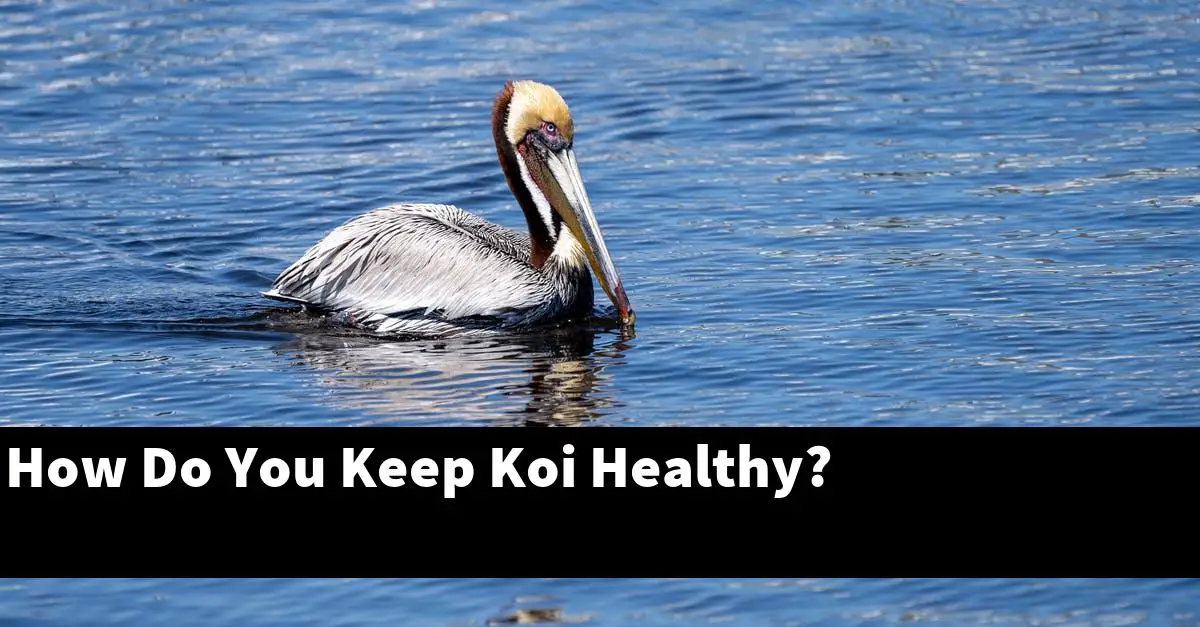 How Do You Keep Koi Healthy?