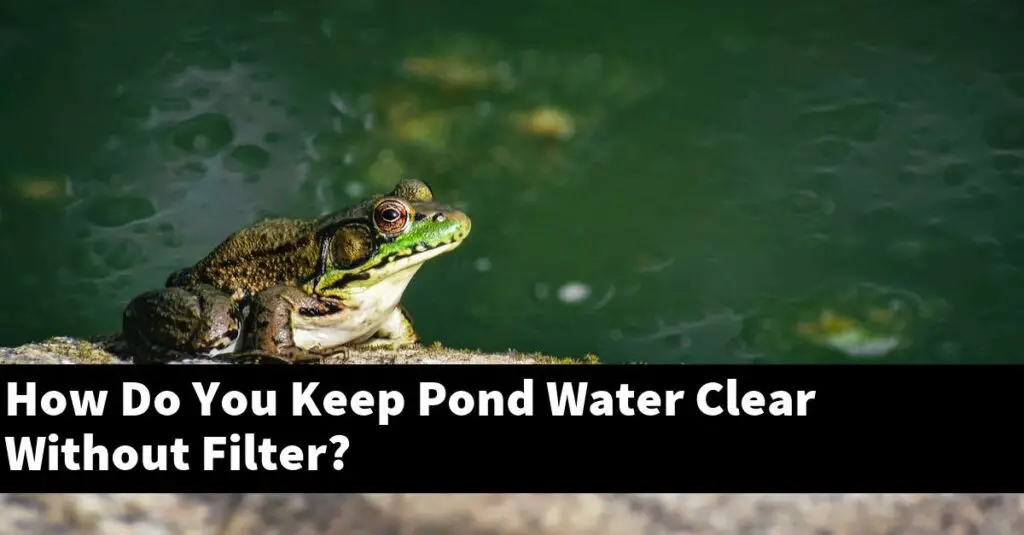How Do You Keep Pond Water Clear Without Filter? [2024 Guide] Gold