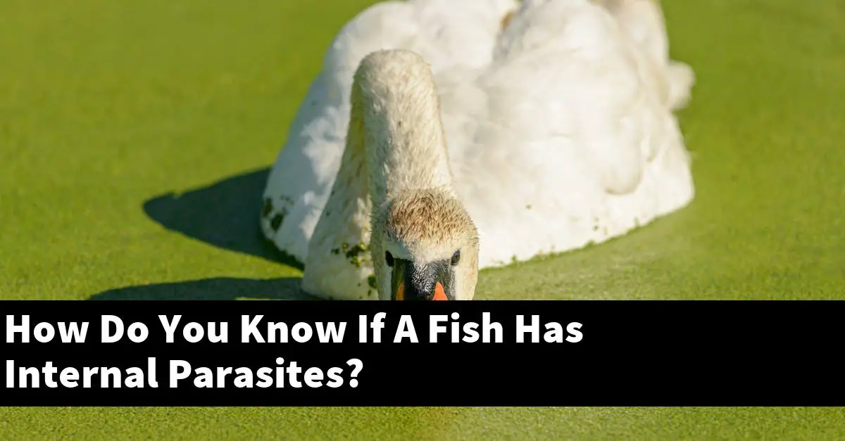 How Do You Know If A Fish Has Internal Parasites?