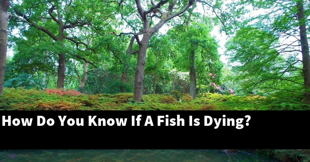 How Do You Know If A Fish Is Dying?
