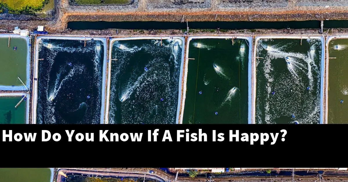 How Do You Know If A Fish Is Happy?