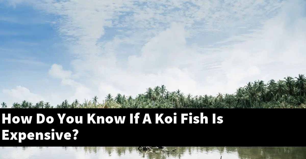 How Do You Know If A Koi Fish Is Expensive?