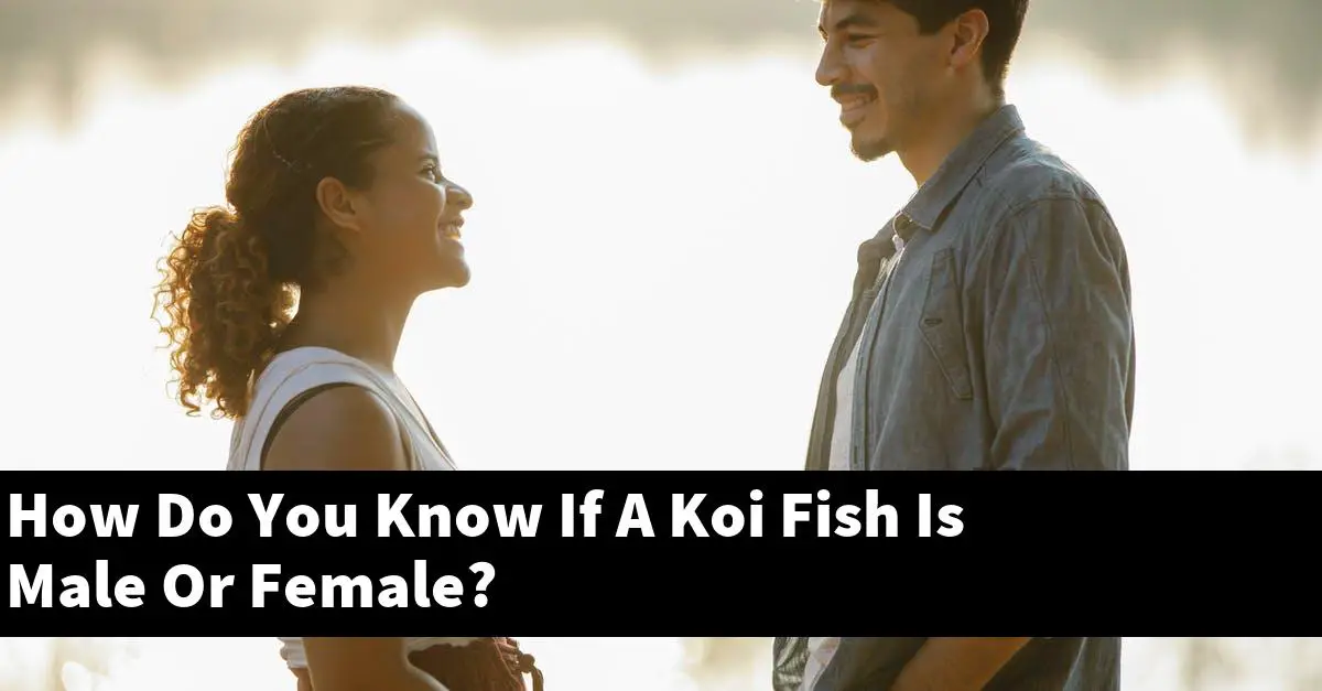 How Do You Know If A Koi Fish Is Male Or Female?