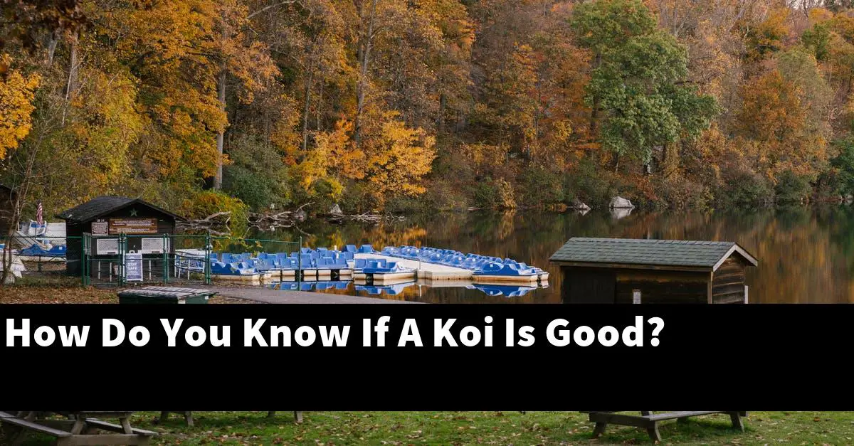 How Do You Know If A Koi Is Good?