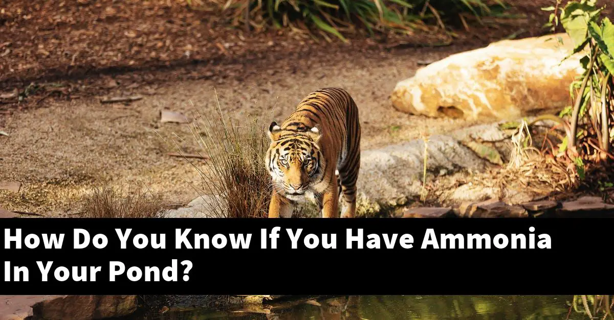 How Do You Know If You Have Ammonia In Your Pond?