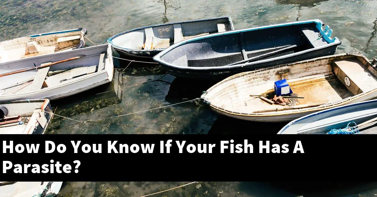 How Do You Know If Your Fish Has A Parasite?