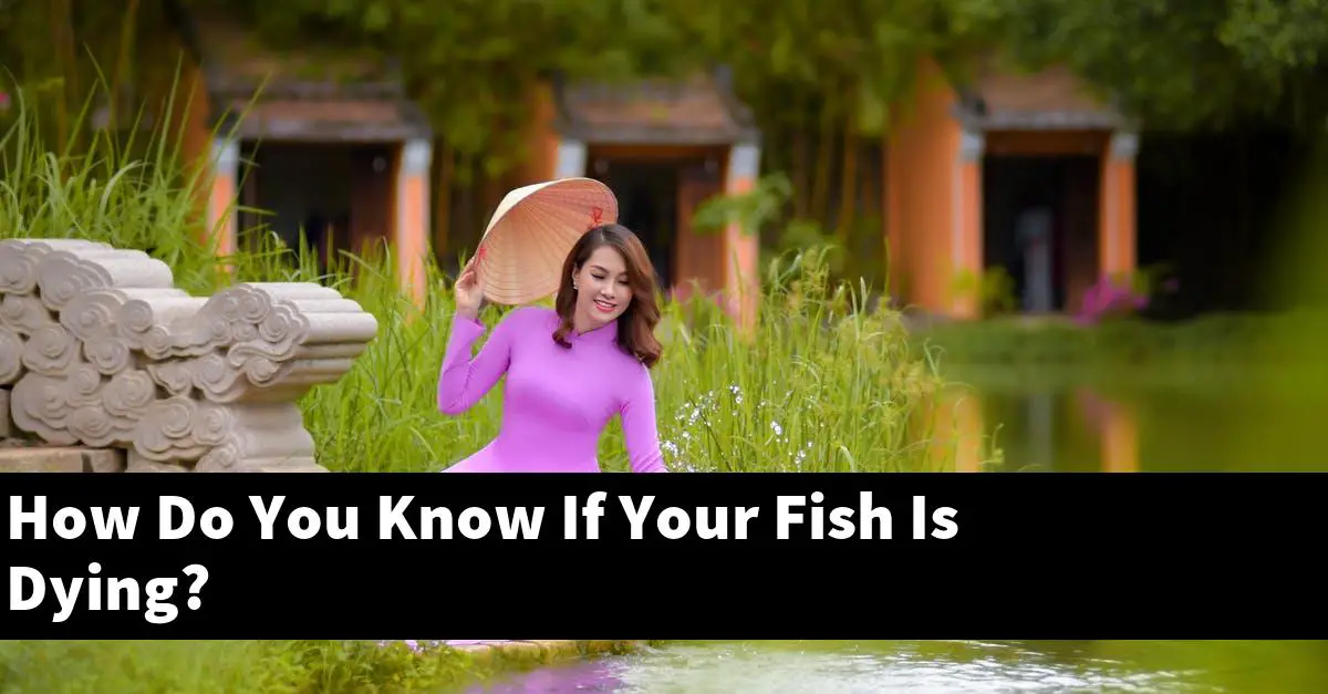 How Do You Know If Your Fish Is Dying?