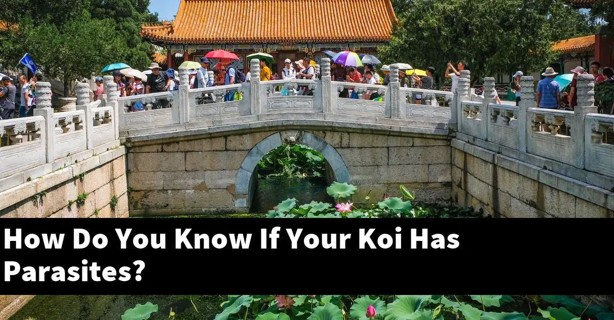 How Do You Know If Your Koi Has Parasites?