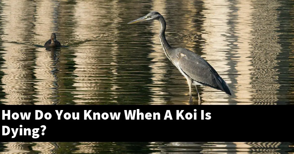 How Do You Know When A Koi Is Dying?