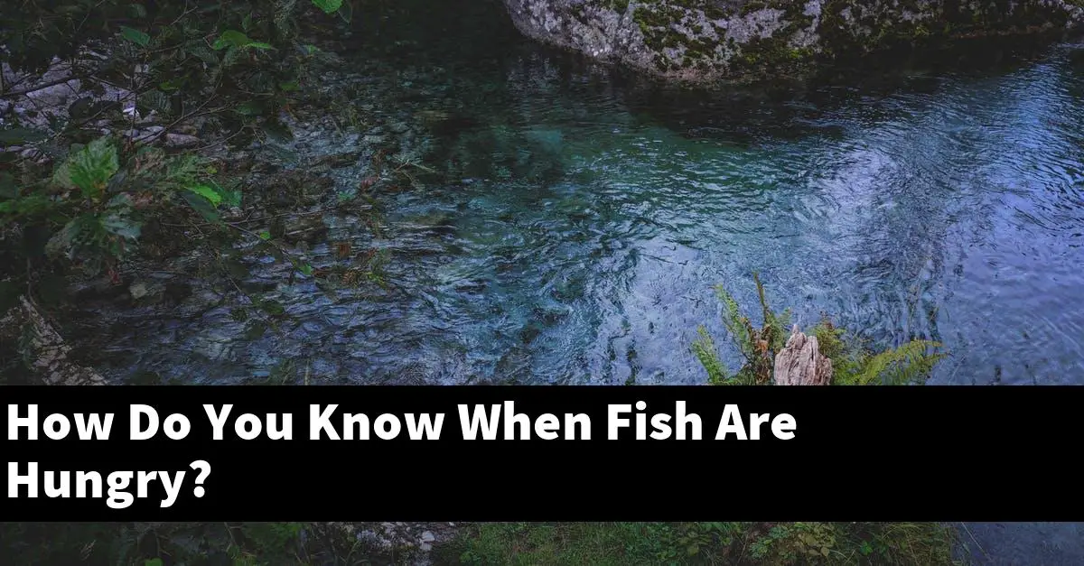 How Do You Know When Fish Are Hungry?