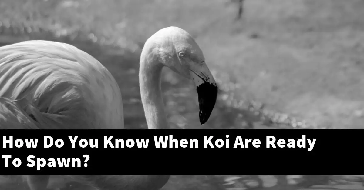 How Do You Know When Koi Are Ready To Spawn?