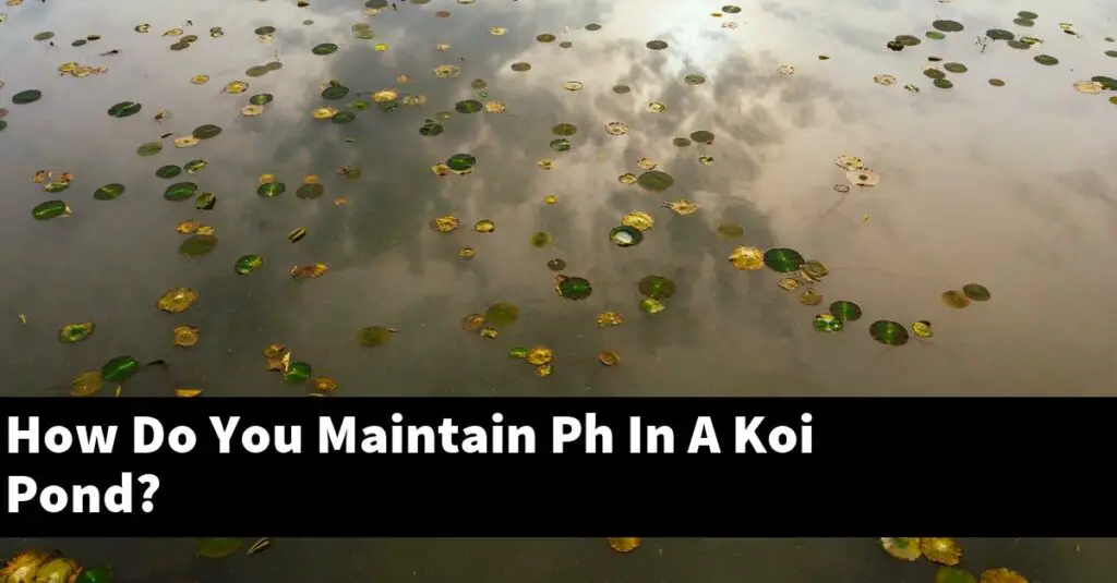 How Do You Maintain Ph In A Koi Pond? [2024 Guide] Gold Koi Fish