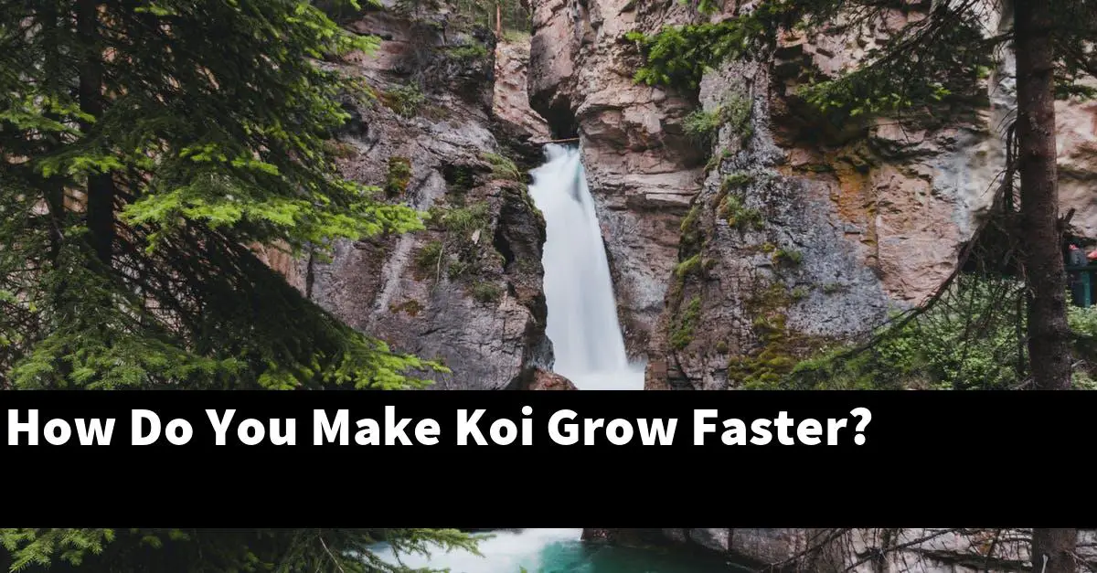 How Do You Make Koi Grow Faster?