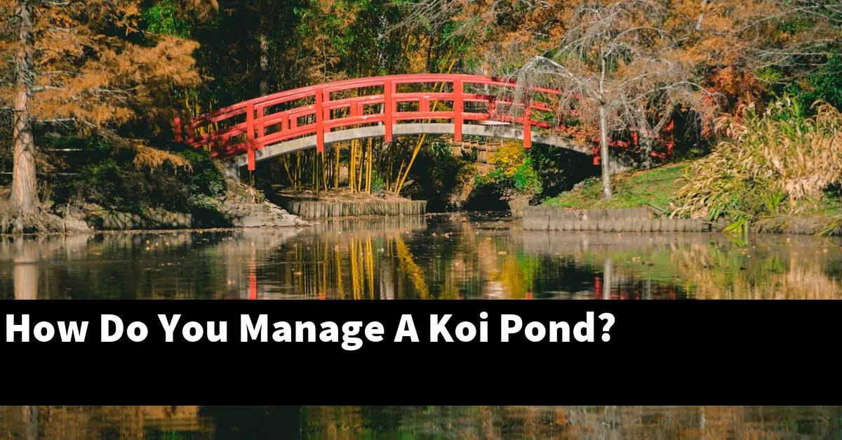How Do You Manage A Koi Pond?
