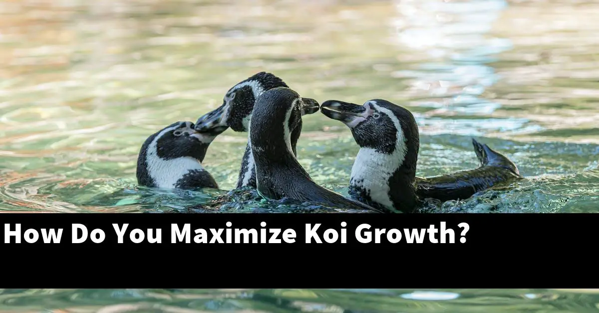 How Do You Maximize Koi Growth?