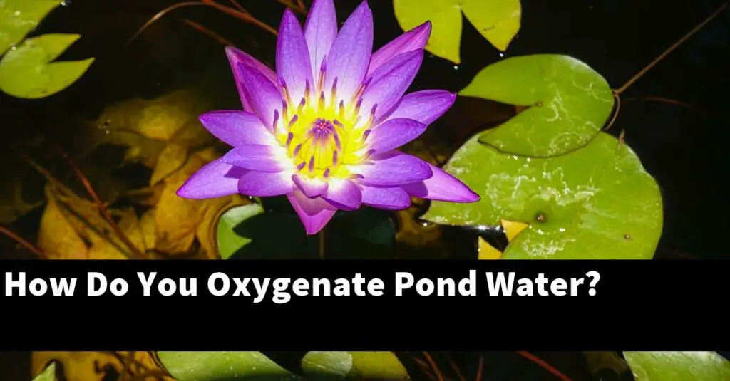 How Do You Oxygenate Pond Water? [2024 Guide] Gold Koi Fish