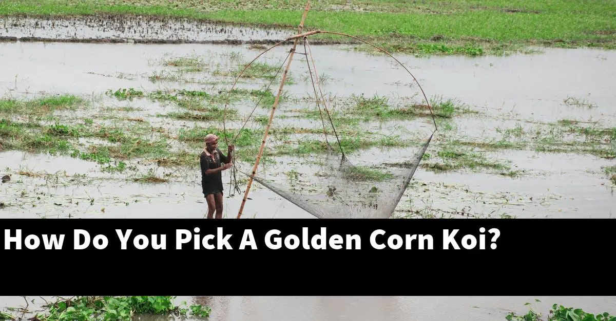 How Do You Pick A Golden Corn Koi?