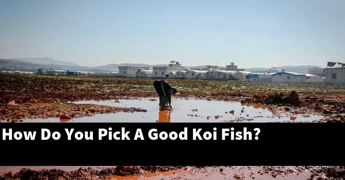 How Do You Pick A Good Koi Fish?