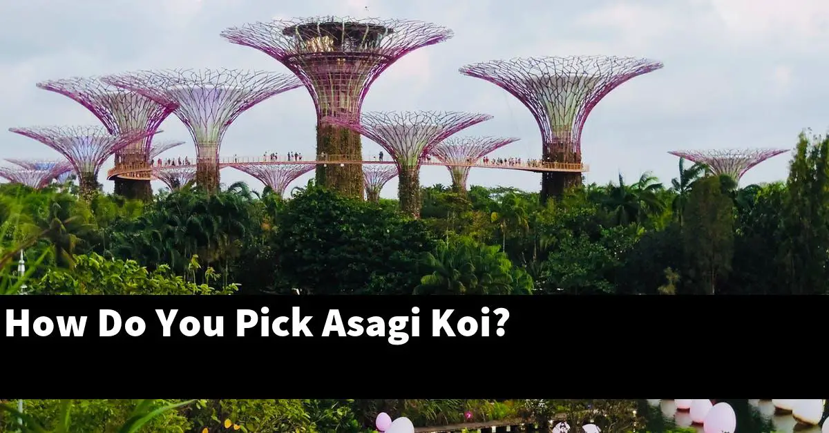 How Do You Pick Asagi Koi?