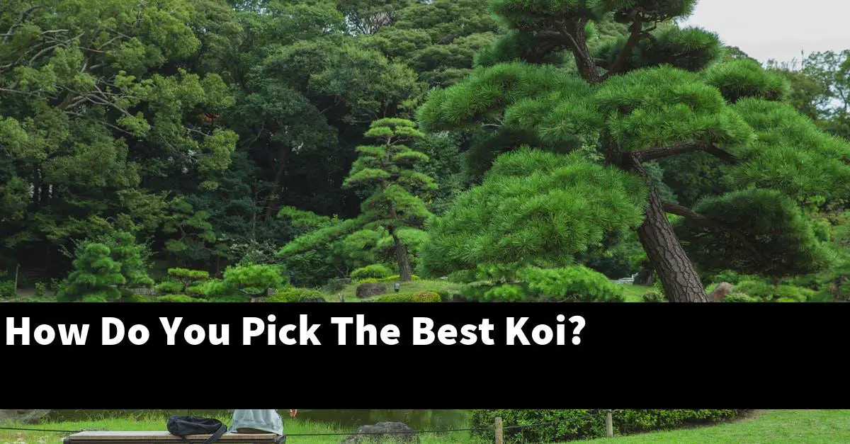 How Do You Pick The Best Koi?