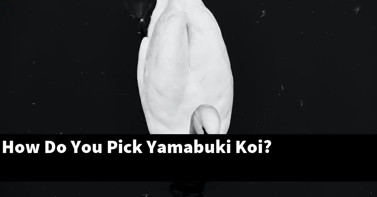 How Do You Pick Yamabuki Koi?