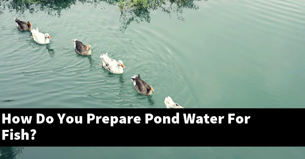 How Do You Prepare Pond Water For Fish?
