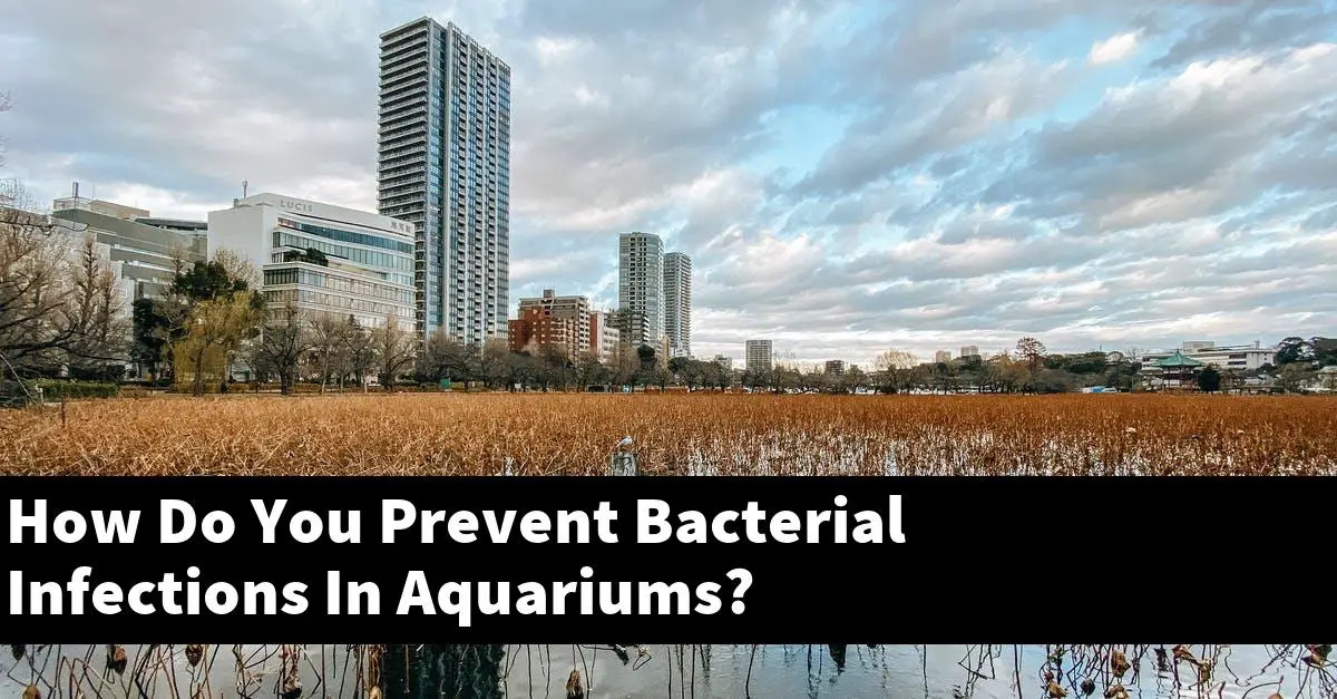 How Do You Prevent Bacterial Infections In Aquariums?