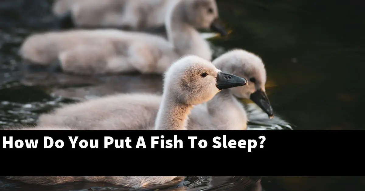 How Do You Put A Fish To Sleep?