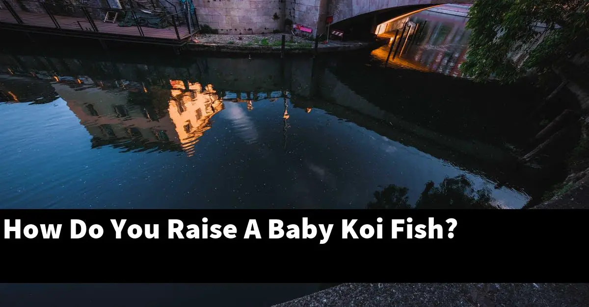 How Do You Raise A Baby Koi Fish?