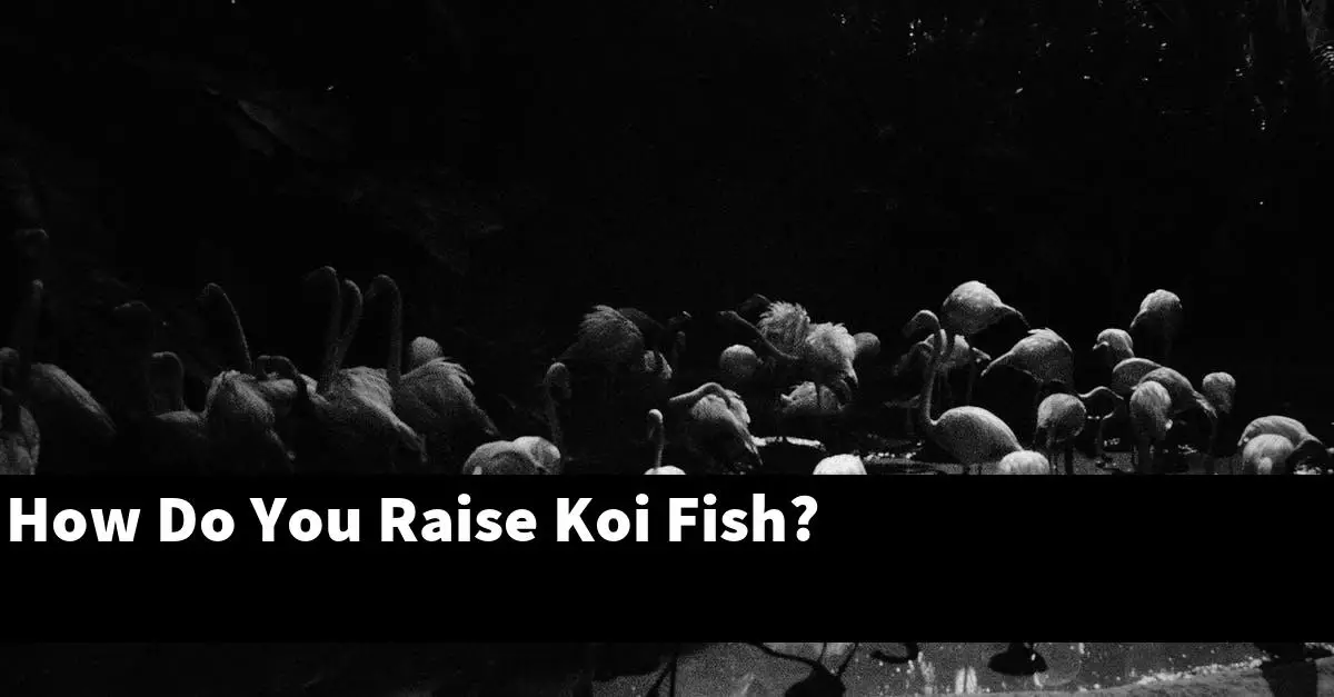 How Do You Raise Koi Fish?