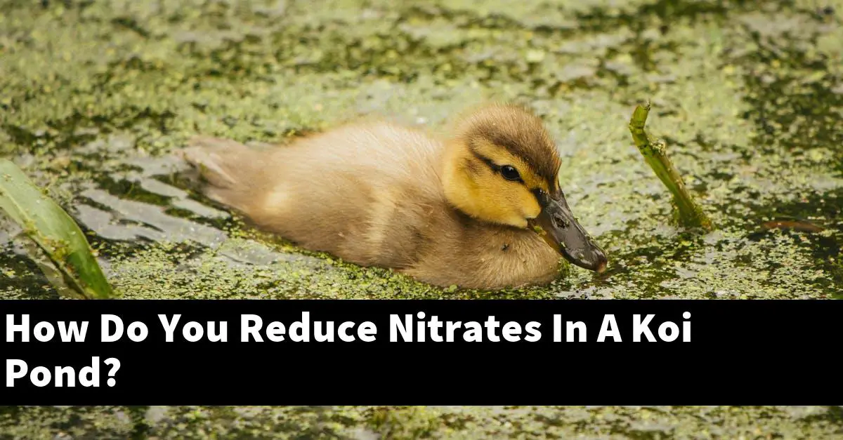 How Do You Reduce Nitrates In A Koi Pond?