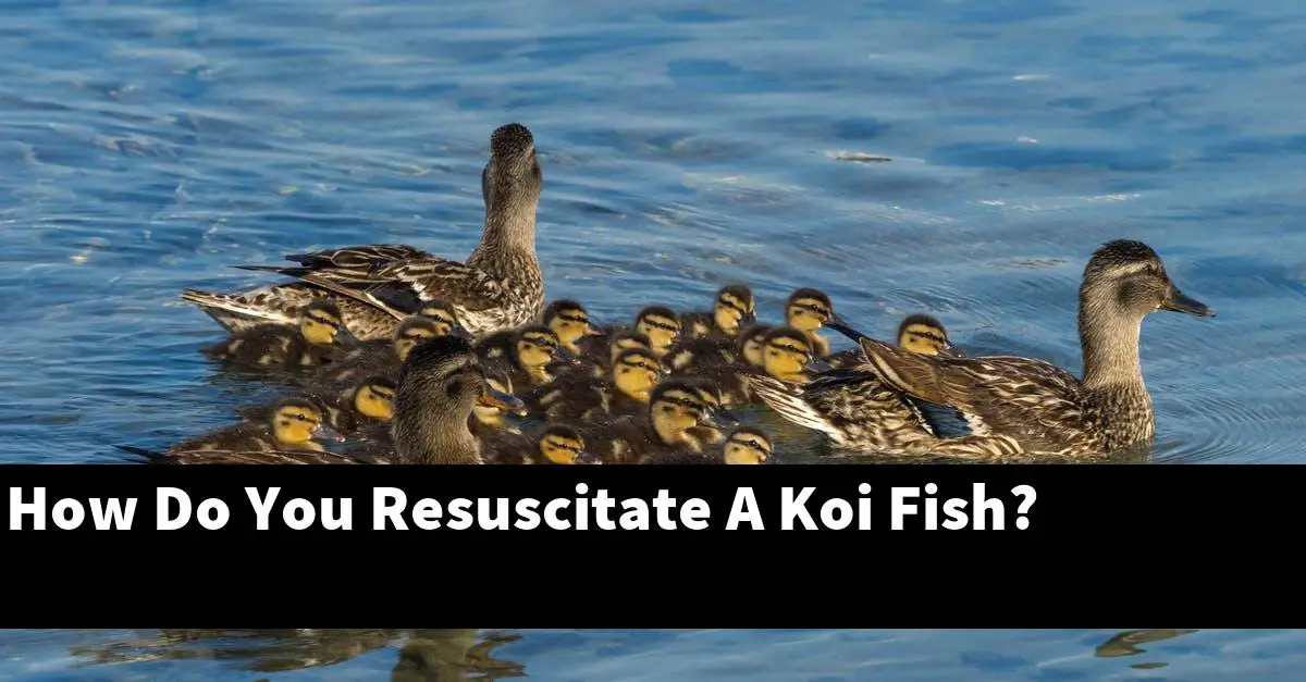 How Do You Resuscitate A Koi Fish?